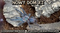 Nowe terra dla Poe. fasciata ORAZ Dolichothele diamantinensis!! :D