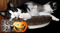 Jak koty obchodzą Halloween ?