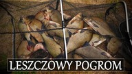 LESZCZOWY POGROM na FEEDER z KOSZYCZKIEM