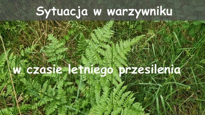  Sytuacja w warzywniku w czasie letniego przesilenia
