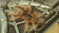 Rozdzielanie młodych T. gigas! ILE ZOSTAŁO?!