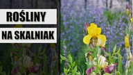 25 najładniejszych, wieloletnich rośliny na SKALNIAKI