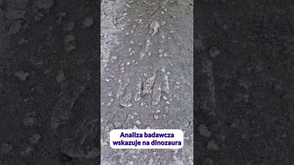 Unikatowe znalezisko - ślad siedzącego dinozaura! #paleontologia #dinozaury