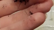 Lucihormetics sp.  