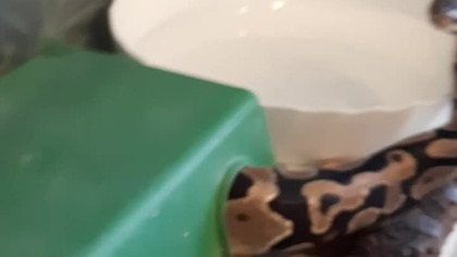 Ball Python feeding 
