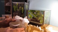 Paczka dotarła #1 Avicularia laeta, Poecilotheria ornata - unpacking :)