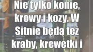 Nie tylko konie, krowy i kozy.  W Sitnie będą też kraby, krewetki i raki