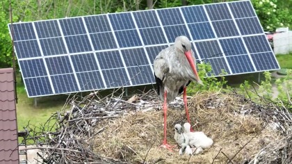Trzy małe bociany wykluły się w gnieździe na piekarni Stanisława Bigaja