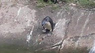 African penguin (Spheniscus demersus) entering the water (zoo in Warsaw)