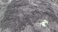 Wysiew do gruntu nasion arbuzów, melonów, dyń i kabaczków.