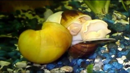 http://ampularia. dbv.pl/news. php AMPULARIA GODY ;)