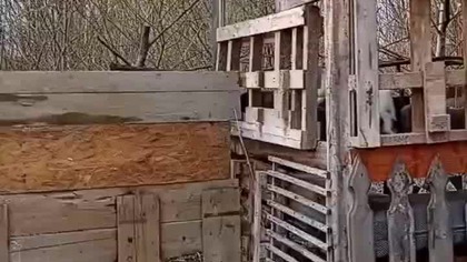 yNowy gołębnik dla tygrysów i pocztowych  #pigeon #egzotyka #fus #golebie #hodowla #tygrysy