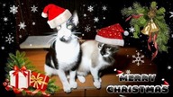 Wesołych  Świąt ! / Merry Christmas !