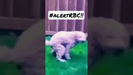 #alertRBC