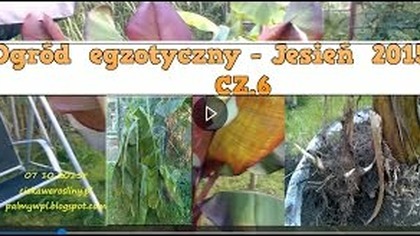 108.  Jesień 2015.  Przymrozek-wykopki-zimowanie Egzotyków.  Cz. 6