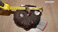 196.  Amorphophallus rivieri, konjac 2017r.  Cz. 3 ciekawerosliny.pl