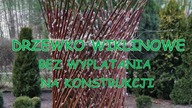 DRZEWKO WIKLINOWE WIĄZANE PROSTE / BEZ WYPLATANIA