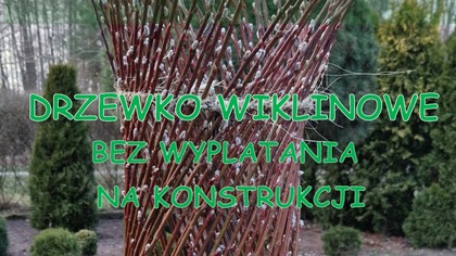 DRZEWKO WIKLINOWE WIĄZANE PROSTE / BEZ WYPLATANIA