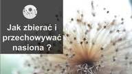 Jak zbierac i przechowywac nasiona?