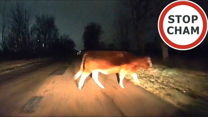 Byk na drodze bez opieki #2087 Wasze Filmy