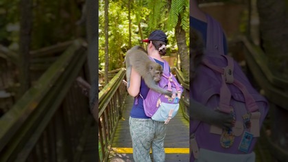 Bali 2/14  Spotkanie z małpami!