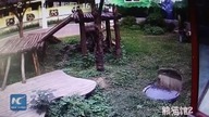 Chiny: Turysta kontra śpiąca panda