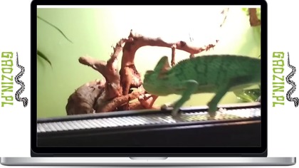 Młody kameleon - pokraczny gad - young chameleon