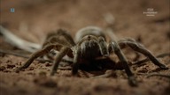 Dzikie opowieści odc.  5  Naturalni truciciele