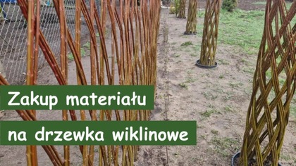 ZAKUP WIKLINY NA DRZEWKA .  PLANOWANIE I PRZYGOTOWANIA DO NOWEGO SEZONU.