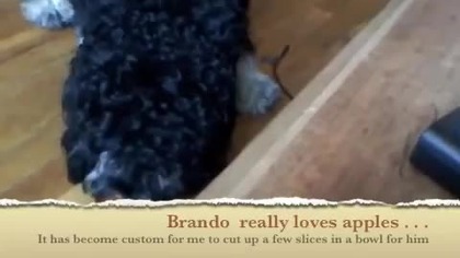 Dźwięk Jak Pies Je Jabłko 4