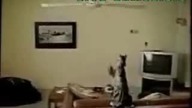 Kot batman