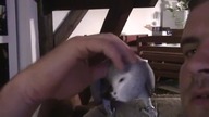 Papuga gadająca po Polsku! Jaki dobry buziak