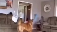 Owner catches dancing dog