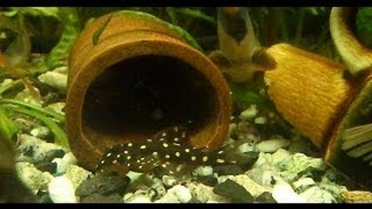Bocje wspaniałe i Hypancistrus sp.  Zbrojnik L-201