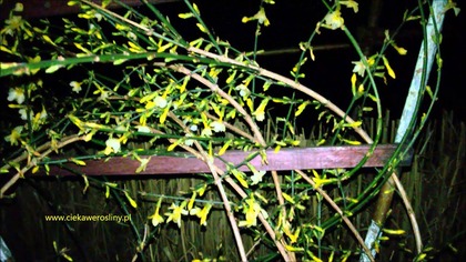 116. Jaśmin nagokwiatowy kwitnie w zimę, Jasminum nudiflorum uprawa, sadzonki, pielęgnacja