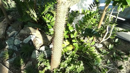 Palma madagaskarska - Pachypodium lamerei