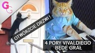 20 Rozmów kotów ,które rozbawią Cię do łez # Spróbuj się nie zaśmiać