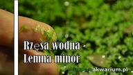 Lemna Minor - rzesa wodna