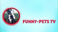 Try Not To Laugh // Funny Animals Compilations