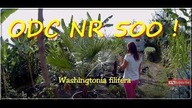 Odc-500 Palmy w Polsce, pomrowy, cytrusy.  Pozdrawiam ! :) Ogród Egzotyczny.