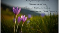 świadectwo Wojciecha K