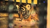 Małe tygryski w warszawskim zoo. Zobacz jakie są słodkie