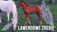 [Choroby koni] Lawendowe źrebię