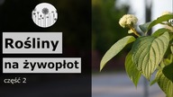 Co posadzić na żywopłot ? CO ZAMIAST TUJI WZDŁUŻ OGRODZENIA ? Część 2