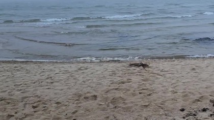 16. 04. 2026 Gdańsk #plaża