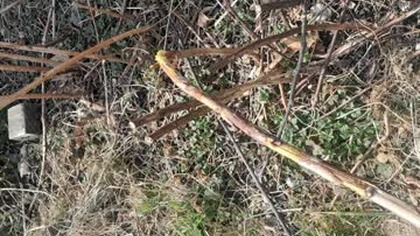 Próbowałem to wyrwać ale to patyk nokia 3310