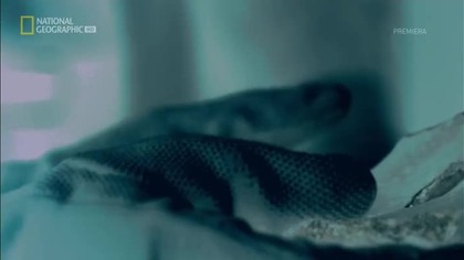 Wikińskie wojowniczki (2019) [Lektor PL]