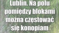 Lublin.  Na polu pomiędzy blokami można częstować się konopiami