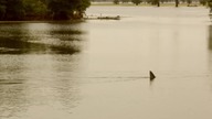 Rekin z bagien 2011 PL DVDRip-Zet