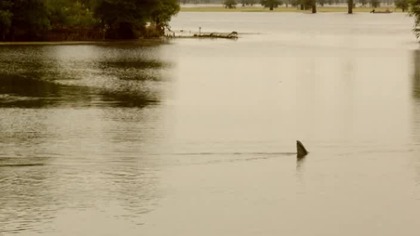 Rekin z bagien 2011 PL DVDRip-Zet